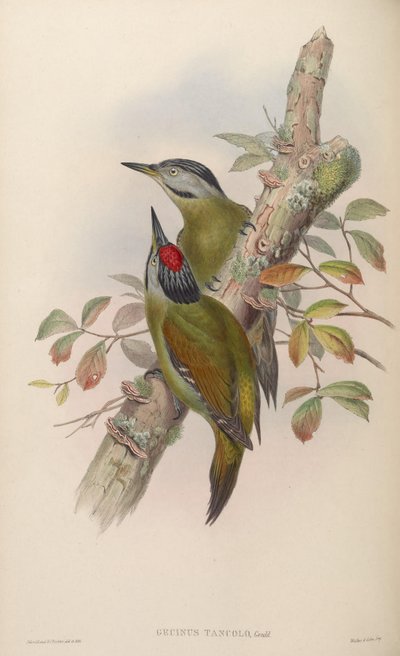 Gecinus tancolo by John Gould